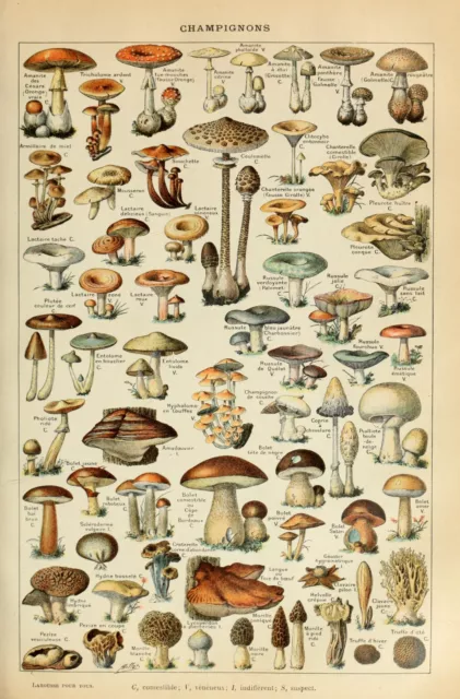 Vintage Adolphe Millot Mushroom Fungi Botanical Natural History Wall Art Print