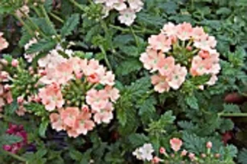 35 + Verbena Corail avec Œil Graines de Fleurs Vivaces / Cerf Résistant