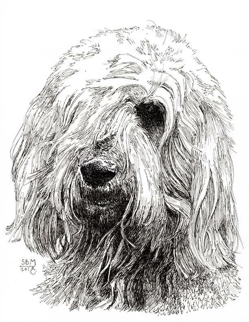 Otterhound Cards 10 Cards