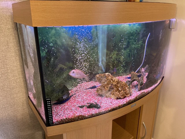Used Jewel bow front 180 ltr fish tank including fish pls read discription