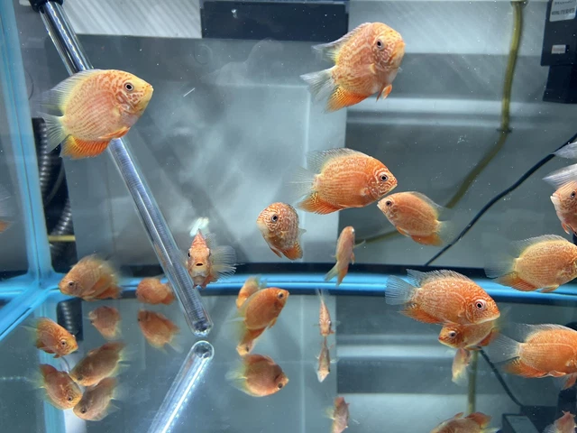 Red Severum 2.5-3” (Pack Of 3) -Live Freshwater Tropical Aquarium Fish
