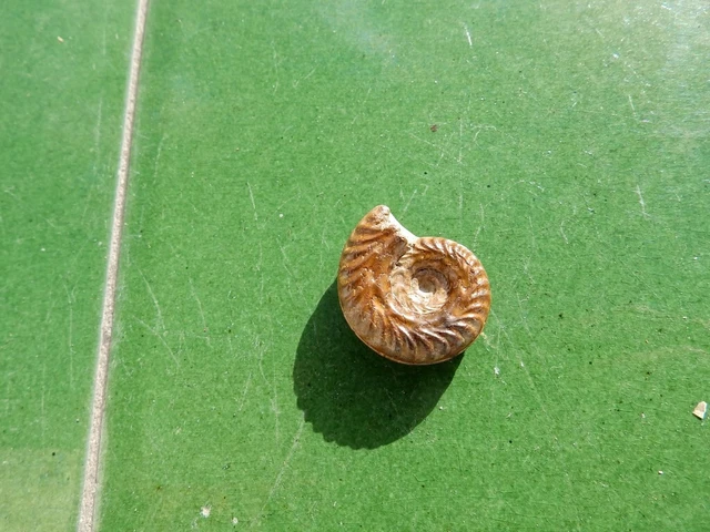 Fosiles Ammonite  " Fabuloso Hildoceras Piritizado De Aveyron(Francia) - 11A22 "