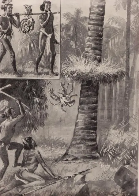 Fang des Palmenkrebses in deutschen Südseegebiet.  Druck erschienen 1909