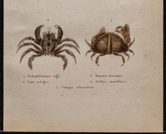 Gravure Ancienne De 1839 – Crabes Portunes (carcinologie), Authentique, Thème Science, Période XIXe