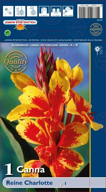 @ (◕‿◕)\@ Canna indica - Blumenrohr " Reine Charlotte "