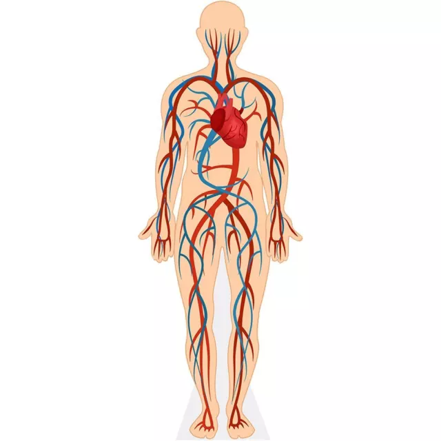 Human Body (Circulatory System) Life Size Cutout