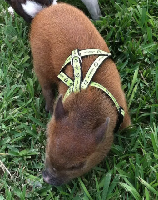 Signature© Potbelly Pig Harnesses & Leashes - by piGGlz.com