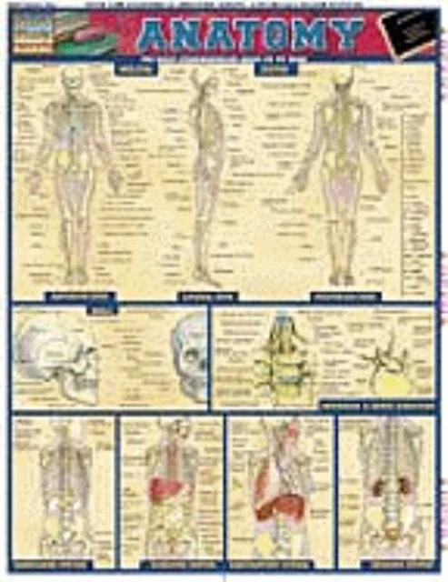 QUICKSTUDY MEDICAL ACADEMIC laminated chart - ANATOMY EUR 5,52 ...