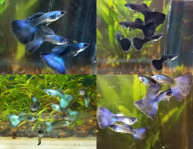 12x  Assorted Moscow Guppy Pack