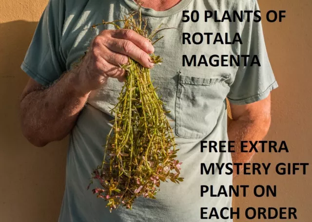 50 Rotala Magenta Macaranda plants aquarium planted tank aquascaping fish tank