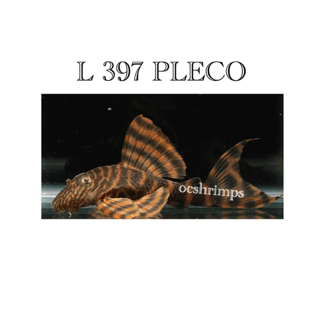 Pleco - L 397 Alenquer Tiger Pleco 1 Inch +
