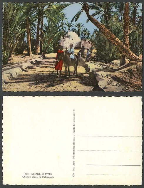Ägypten alte farbige Postkarte Weg im Palmenhain Eselreiter Palmen, Weg