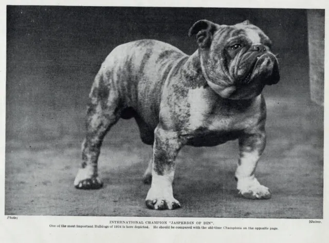 English Bulldog "Jasperdin" - 1934 Vintage Dog Art "Photo" Print - CUSTOM MATTED