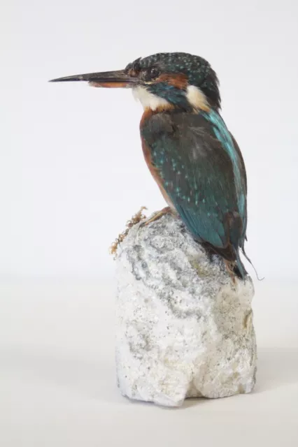 Taxidermie-Jagd-Jagd-Präparat-Gewöhnlicher Eisvogel mit Genehmigung