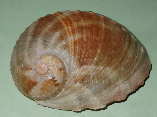 Haliotis laevigata  -Australian Sea Shell  - 80mm - F+  #2344