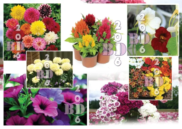 Simply Garden Flower Seeds Grow Your Own Colourful Flowers A lot Varieties
