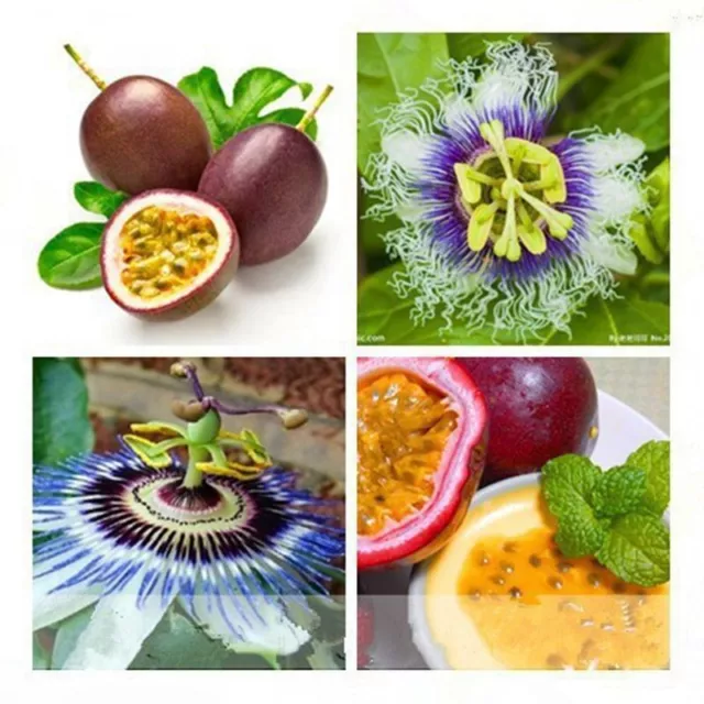 50 Passion Fruit Seeds Passiflora Seed Passionfruit Organic Fruit