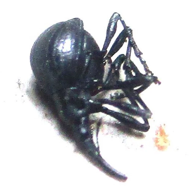 K018 MI : Apionidae species? 3mm***********************