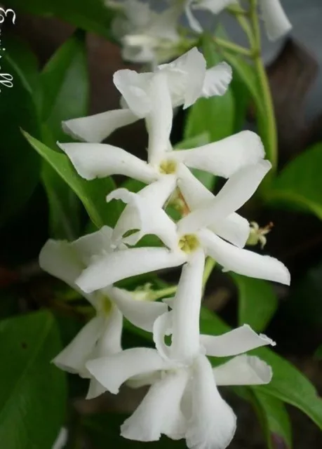 ♫ JASMIN de Madagascar - Stephanotis floribunda ♫ Graine ♫ Grimpante Parfumée ♫