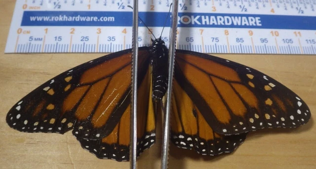 Monarch Butterfly Danaus plexippus Nymphalidae Lepidoptera Southeast Texas K13