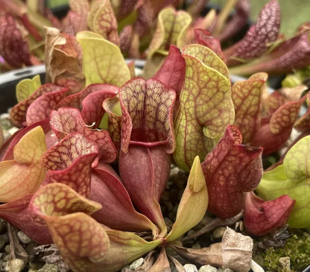 Sarracenia purpurea “Purple Pitcher Plant” 🌿 American Carnivorous Plant - Small