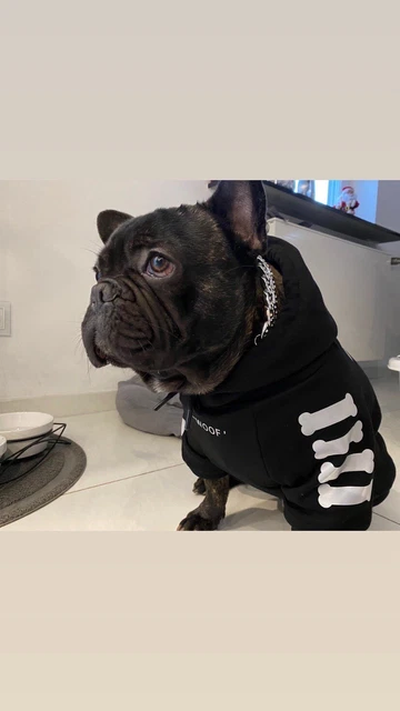 Deckrüde Französische Bulldogge (kein Verkauf!)