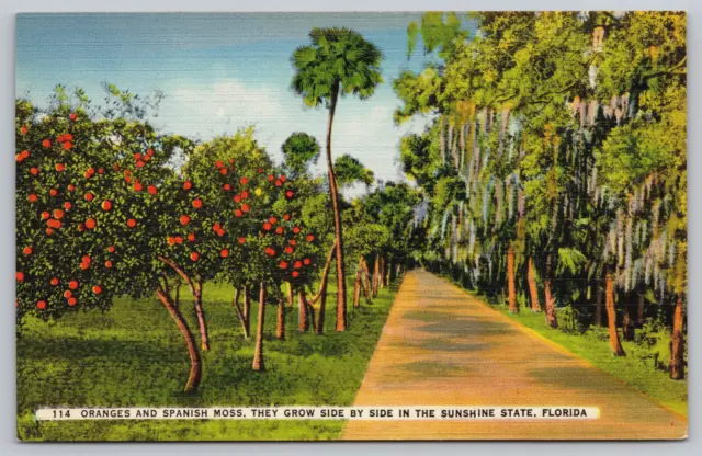 FLORIDA, THE SUNSHINE State, Orange And Spanish Moss Trees, Vintage ...