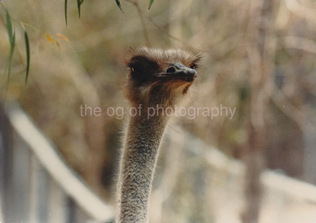 OSTRICH HEAD Found PHOTOGRAPH Color FREE SHIPPING Original Snapshot 811 19 S