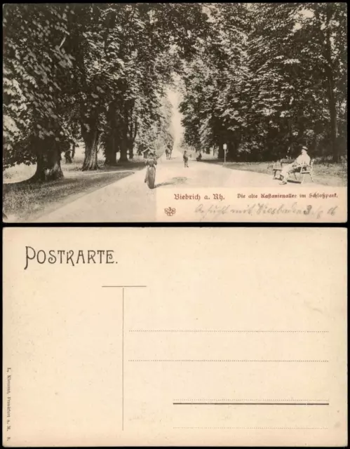 Ansichtskarte Biebrich-Wiesbaden Die alte Kastanienallee im Schloßpark 1910