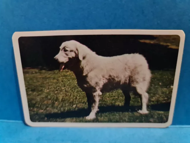 Golden Fleece Swap Cards DOGS #24 PYRENEAN MOUNTAIN DOG Trading Card🏆FREE POST