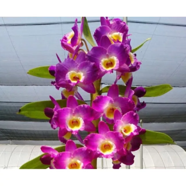 Dendrobium Comet king  4in super fragrant blooming size 45$