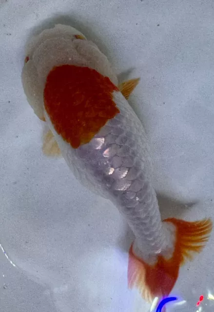 LIVE pond goldfish  Fish~Goldfish Ranchu goldfish koi pond 4.25 Inch sm tail
