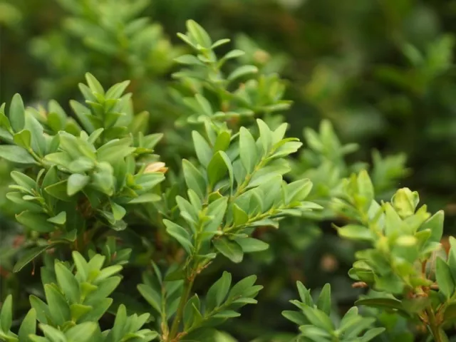 1 Planta Por Buxus Sempervirens Planta en Florero 19CM Boj