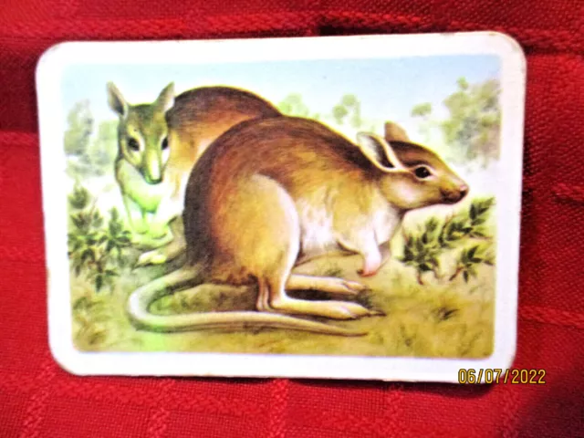 TUCKFIELD'S AUSTRALIANA SERIES ANIMALS No 4 The Desert Rat Kangaroo (c1959-1988)