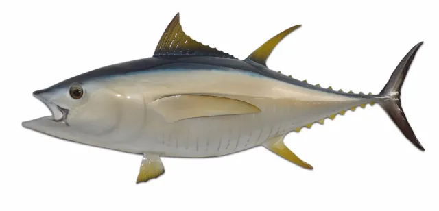 46" Yellowfin Tuna Half Mount Fish Replica - Quick Production