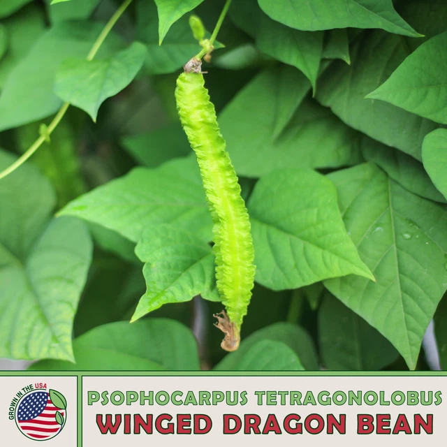 10 WINGED DRAGON Bean Seeds, Psophocarpus Tetragonolobus, Genuine USA