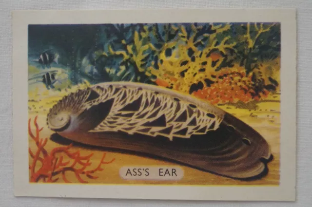 Shells, Fish & Coral Series Shell Oil Vintage Project Card Ass's Ear