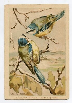 1955-1960 CHROMO GRANDE IMAGE ECOLE BON-POINT OISEAUX MESANGE BIRDS 