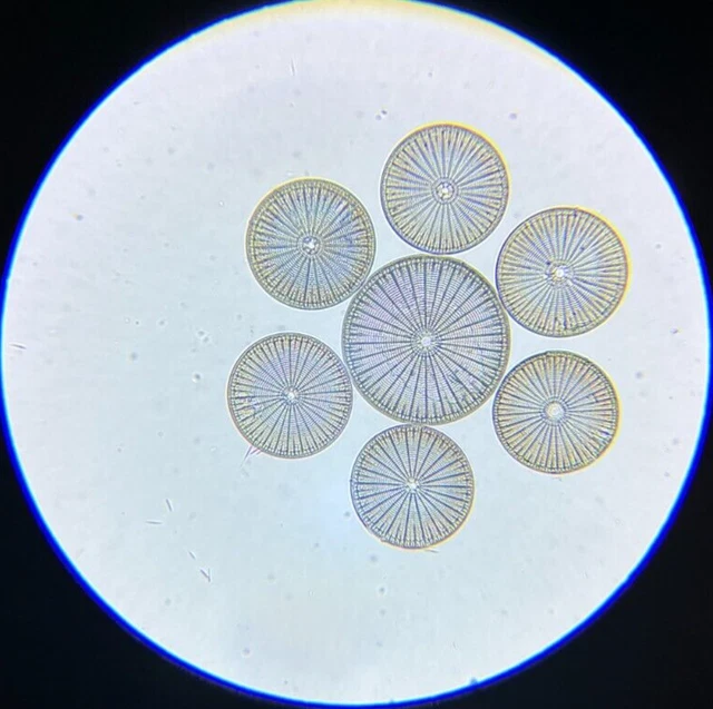 Antique A.C. Cole Microscope Slide Diatom Arachnoidiscus Shrewsbergii Puget Snd.