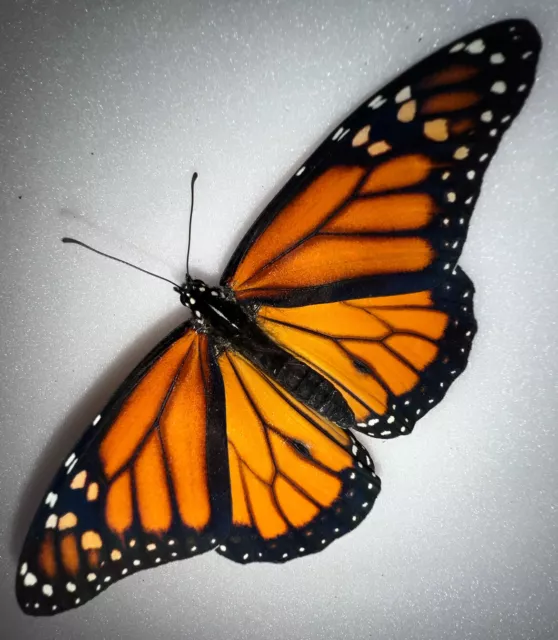 FARM RAISED Monarch Butterfly - Danaus plexippus Male - A1 South Florida