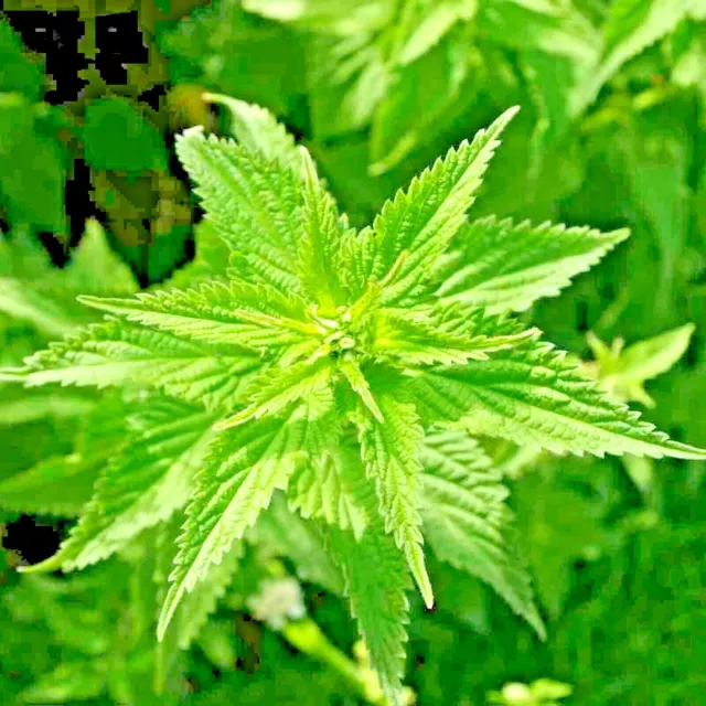 2000+ Stinging Nettle Seeds Organic Spring Perennial Herb Medicinal Pollinators