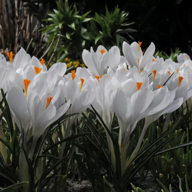 20 White Beautiful Crocus Flowers Bulbs Perennial Winter Spring New Garden Plant