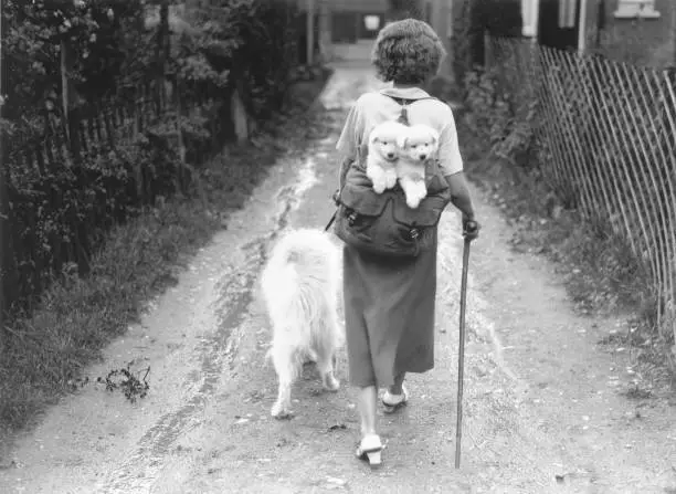 Hiker takes her Samoyed dogs for some fresh air 1930s Historic Old Photo