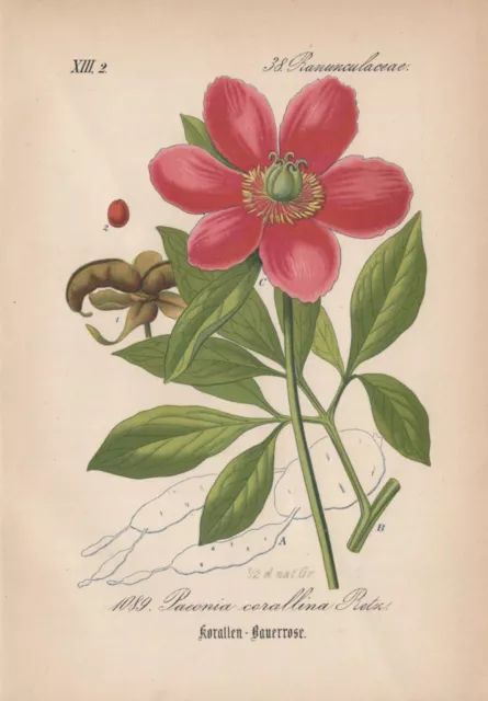 Korallen-Pfingstrose (Paeonia mascula) Chromo-Lithographie von 1882