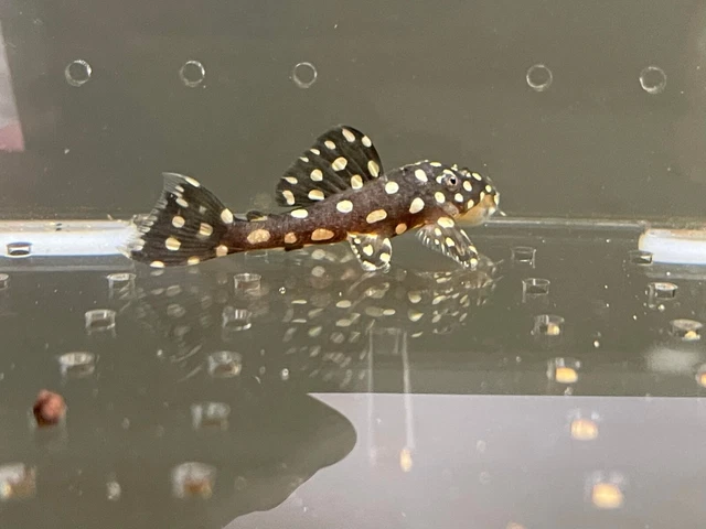 L007 Vampire Pleco - Leporacanthicus cf. Galaxias