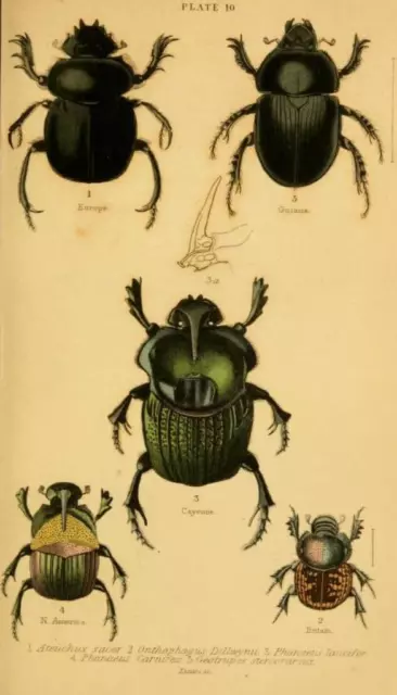 375 Seltene Entomologie Bücher Auf Dvd - Insekten Schmetterlinge Motten Käfer Wissenschaft 3