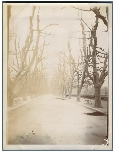 France, Marseille, Image de l&#039;hiver, allée de parc  Vintage citrate print.