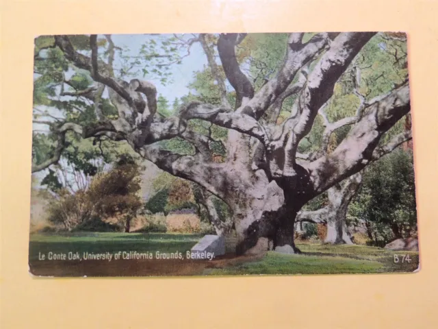 University of California Berkeley California vintage postcard Le Conte Oak Tree