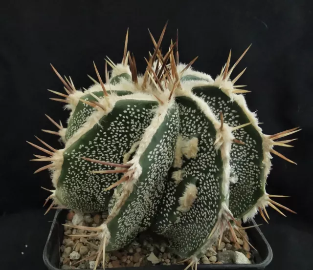 Astrophytum Ornatum Fukuryu Hybride 1