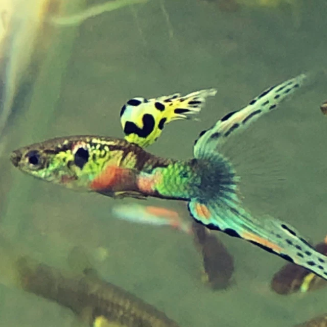 Assorted Fancy Guppies